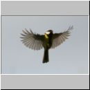 Parus major - Kohlmeise 18.jpg